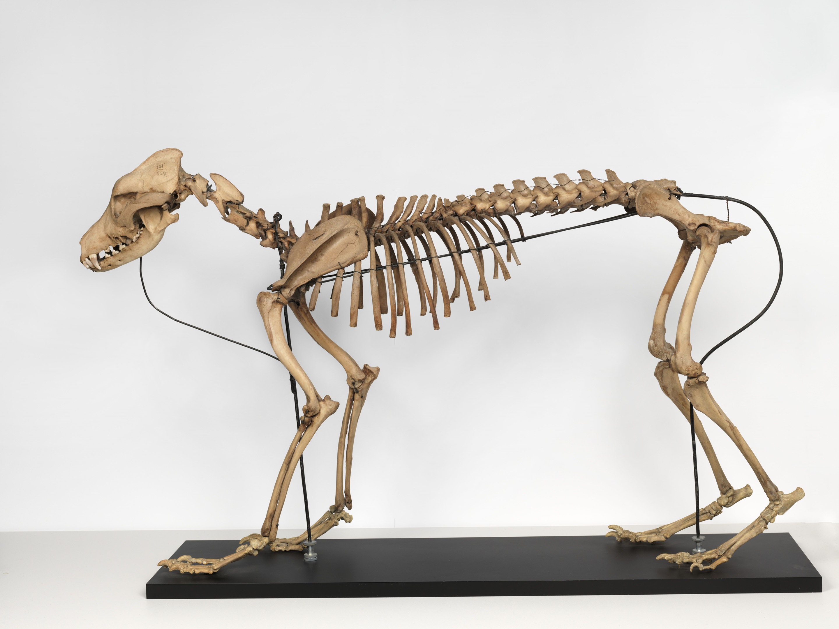 Terpenhondskelet | Fries Museum, Leeuwarden - Collectie Koninklijk Fries Genootschap