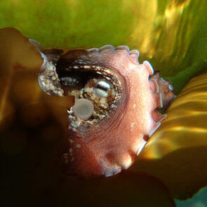 my octopus teacher