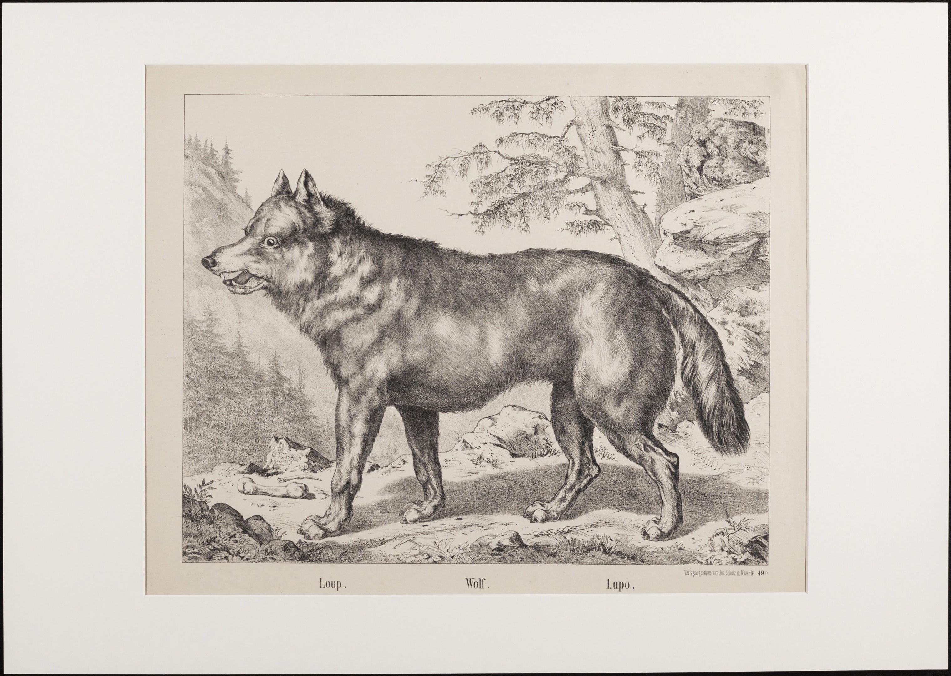 Wolf | Collectie Fries Museum, Leeuwarden