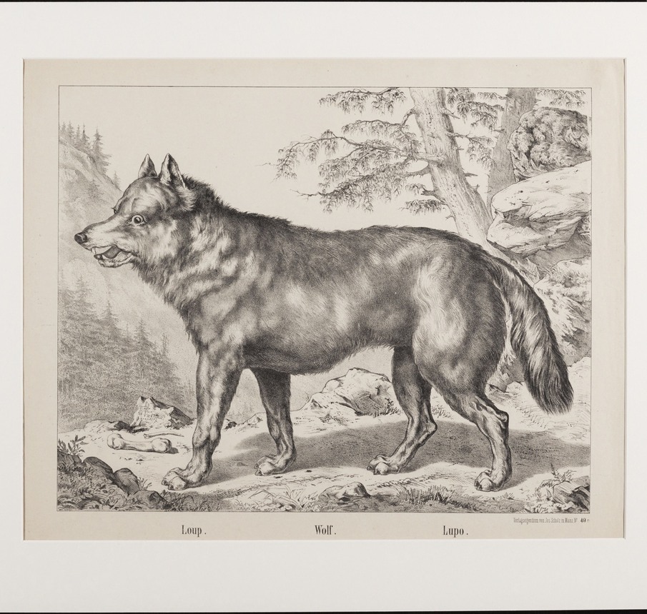 Wolf | Collectie Fries Museum, Leeuwarden