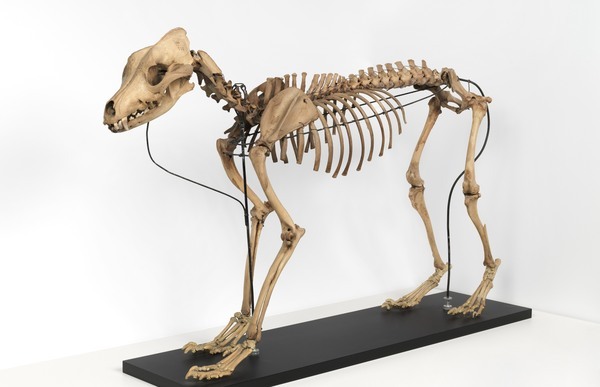 Skelet van een Terpenhond, Fries Museum - Collectie Koninklijk Fries Genootschap Skelet van een Terpenhond, Fries Museum - Collectie Koninklijk Fries Genootschap