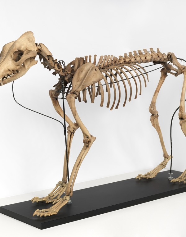 De Terpenhond | Fries Museum, collectie Koninklijk Fries Genootschap De Terpenhond | Fries Museum, collectie Koninklijk Fries Genootschap