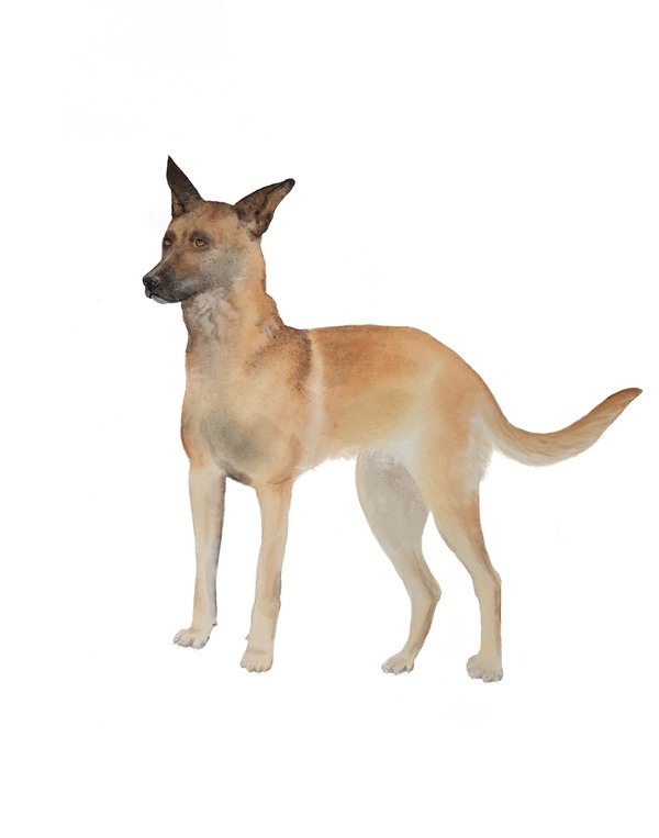 De Terpenhond - Illustratie door Nikky Kruithof De Terpenhond - Illustratie door Nikky Kruithof