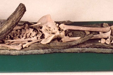 tree-trunk grave