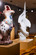 Symposium Porcelain Fever
