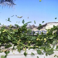 herbarium cataplasma